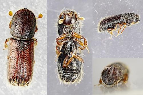 Taphrorychus bicolor